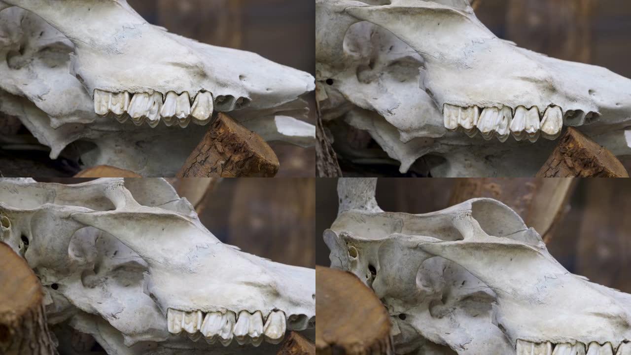 动物园动物的骨骼化石