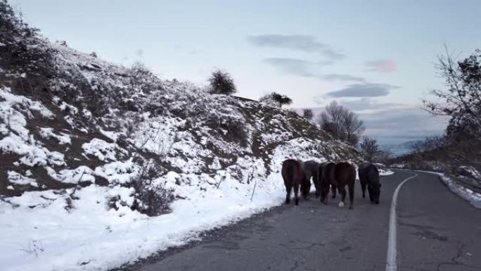 棕色种马站立，冬天在路上吃草