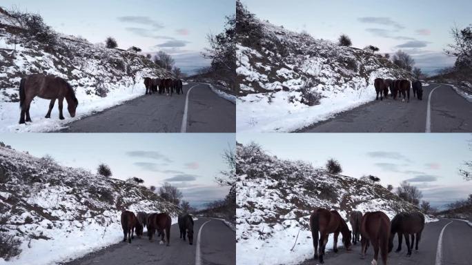 棕色种马站立，冬天在路上吃草