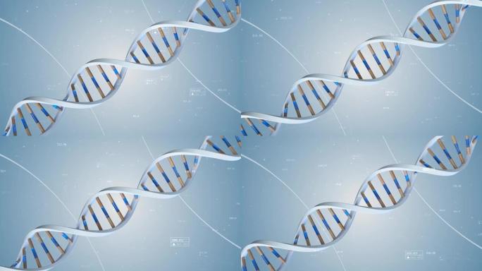 人类DNA的结构在化合物和数字的背景下旋转。概念科学技术三维动画无缝循环。