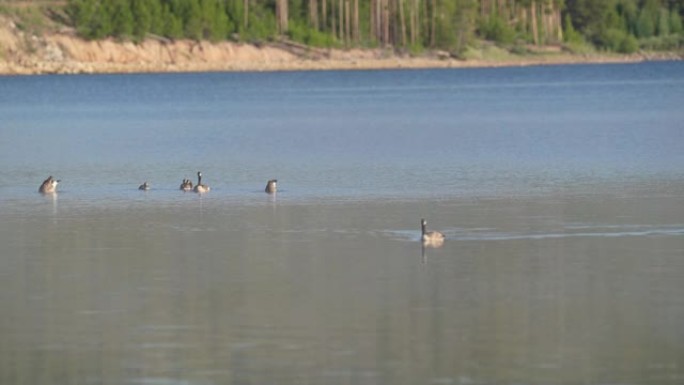 加拿大鹅在平静的水面上游泳