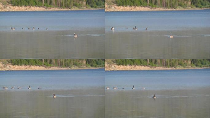 加拿大鹅在平静的水面上游泳