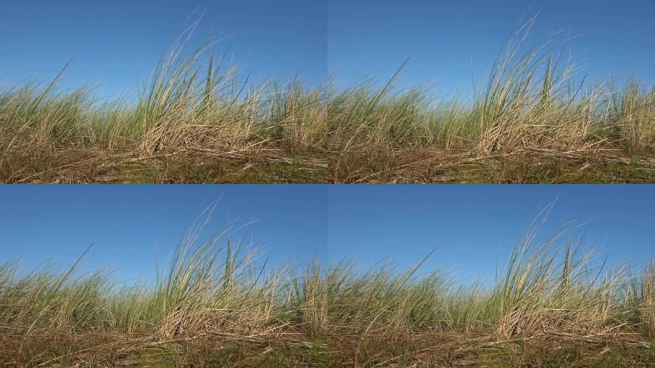 德国海滩上的干草在蓝天下随风移动。