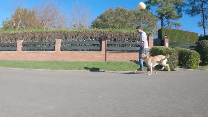 拉布拉多寻回犬繁殖的狗在他的主人后面奔跑，他的主人在一个阳光明媚的早晨滑冰穿越城市化