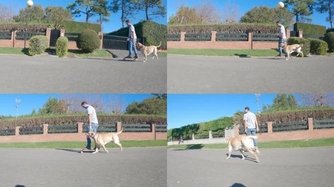 拉布拉多寻回犬繁殖的狗在他的主人后面奔跑，他的主人在一个阳光明媚的早晨滑冰穿越城市化