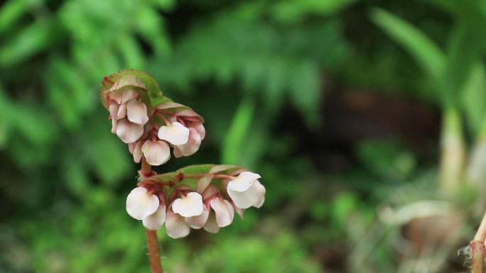 粉红色白芷叶秋海棠花小粉花