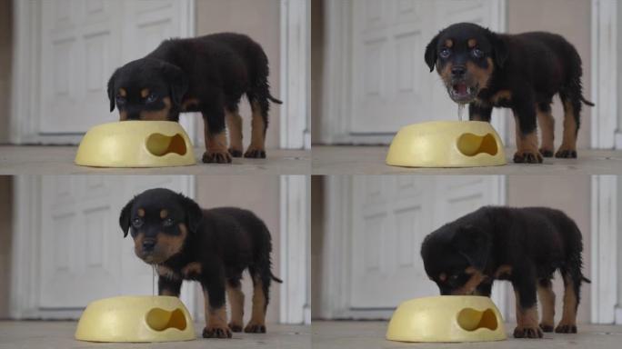 罗威纳犬的小狗吃碗里的水混合的食物。