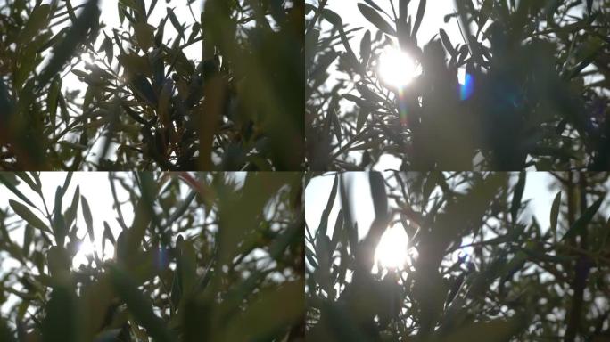 橄榄在阳光下的分支。橄榄树，生长着成熟的黑橄榄
