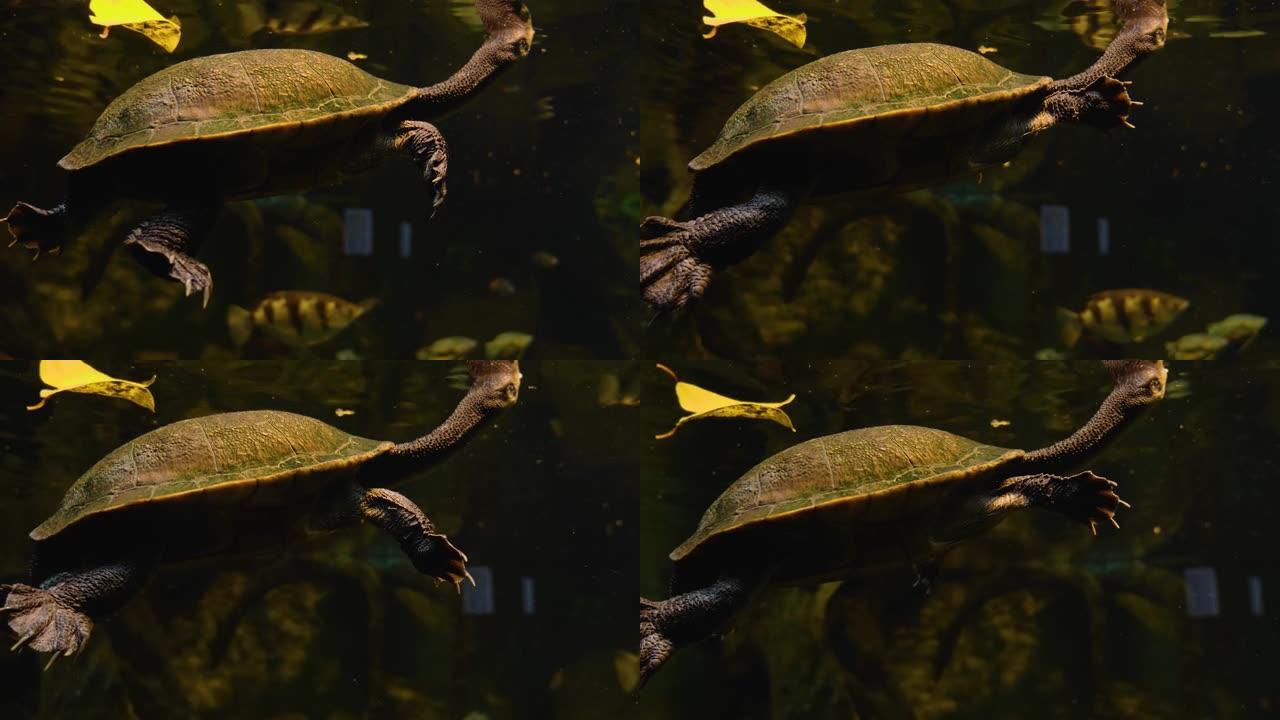 蛇颈水龟