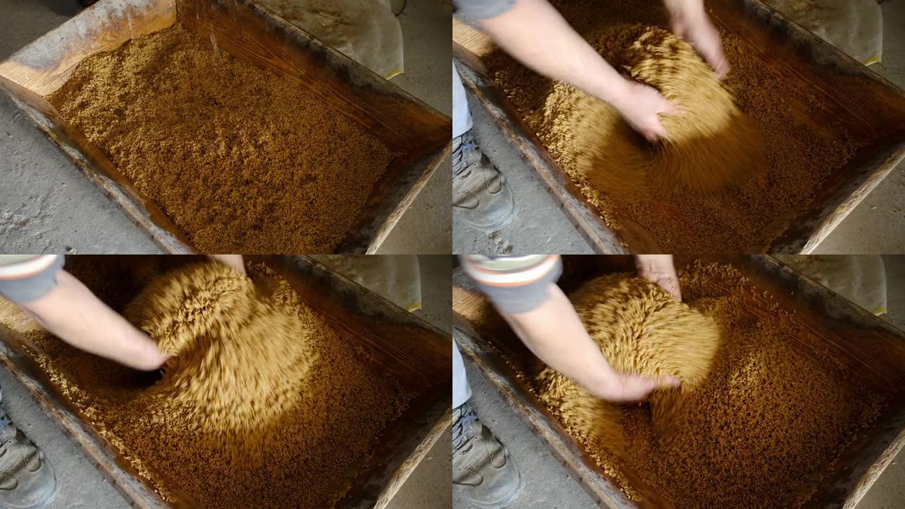将小麦谷物浸泡在木桶中，并准备成为用于土耳其食品bulgur大米中的bulgur。