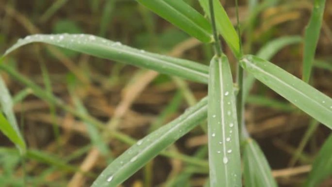绿色植物叶片上的季风降雨。淋雨了。草叶上的水露水滴。美丽的阴雨季节落在绿色植物叶子上的季风雨。淋雨了