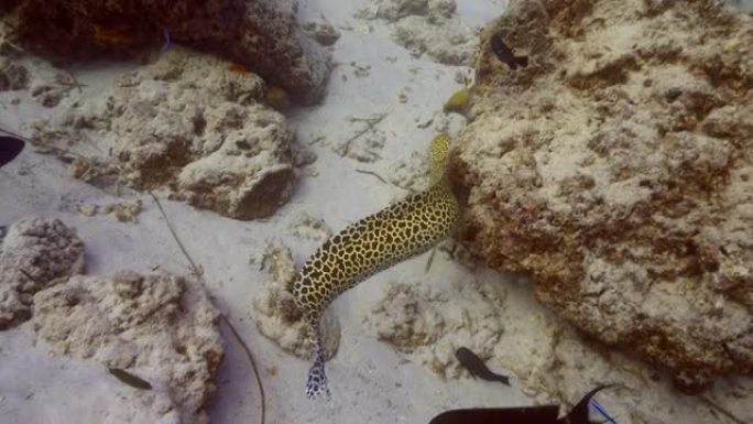 蜂窝鳗鱼游泳与食物在嘴里