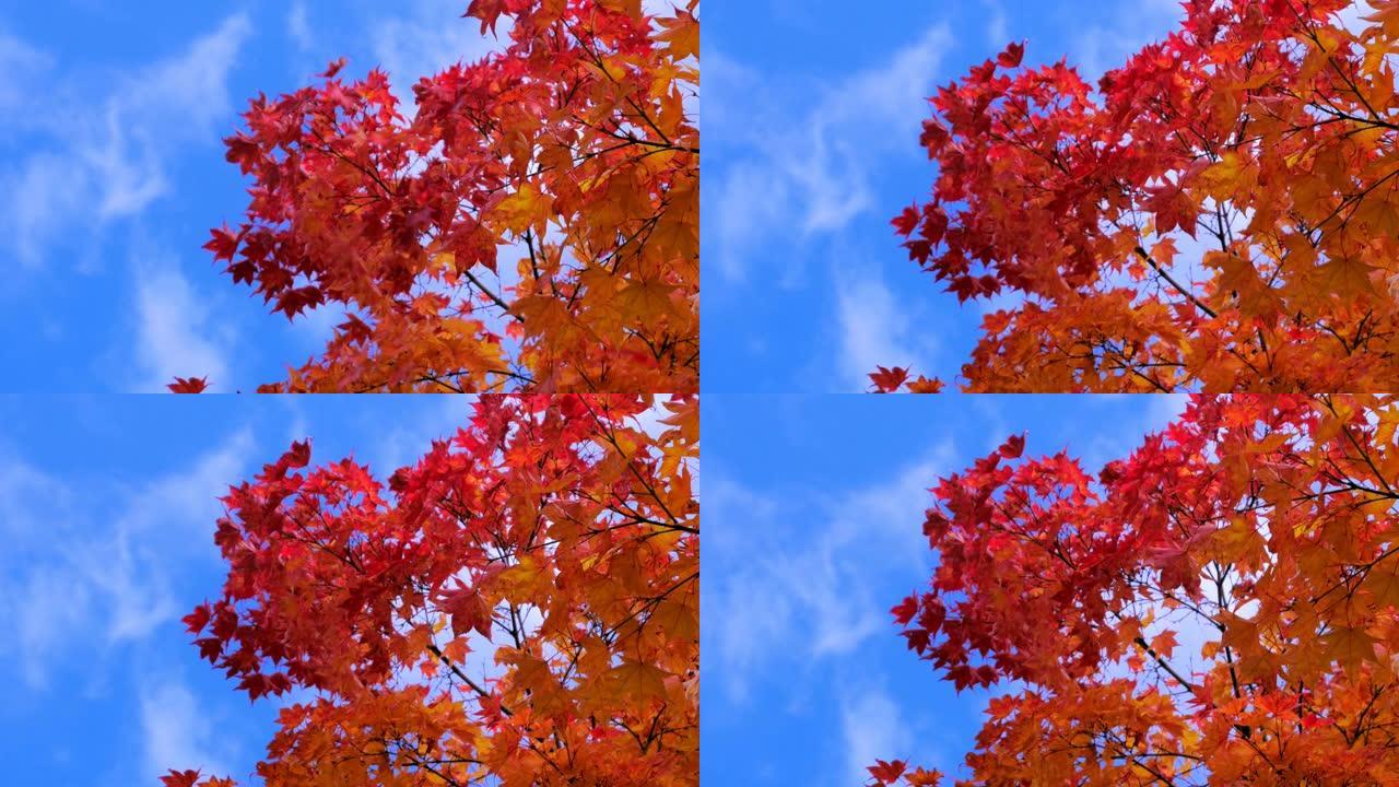 秋天的颜色红叶秋叶秋树