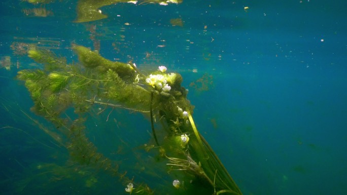 广西河池都安九顿天窗水下水草花