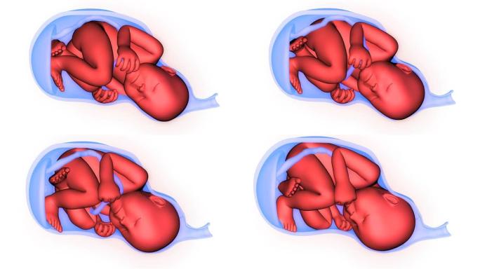 正常分娩和阴道分娩解剖动画概念
