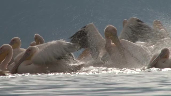 鹈鹕在纳库鲁湖泼水