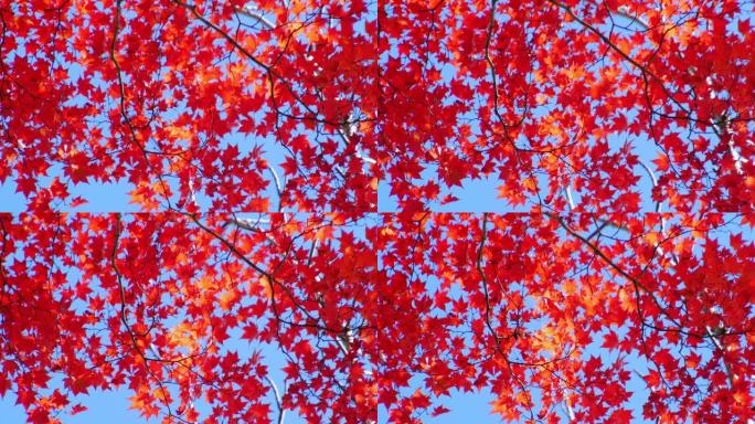 秋天的颜色秋景红叶枫树