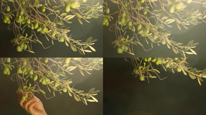 树上的绿橄榄植物果实美丽