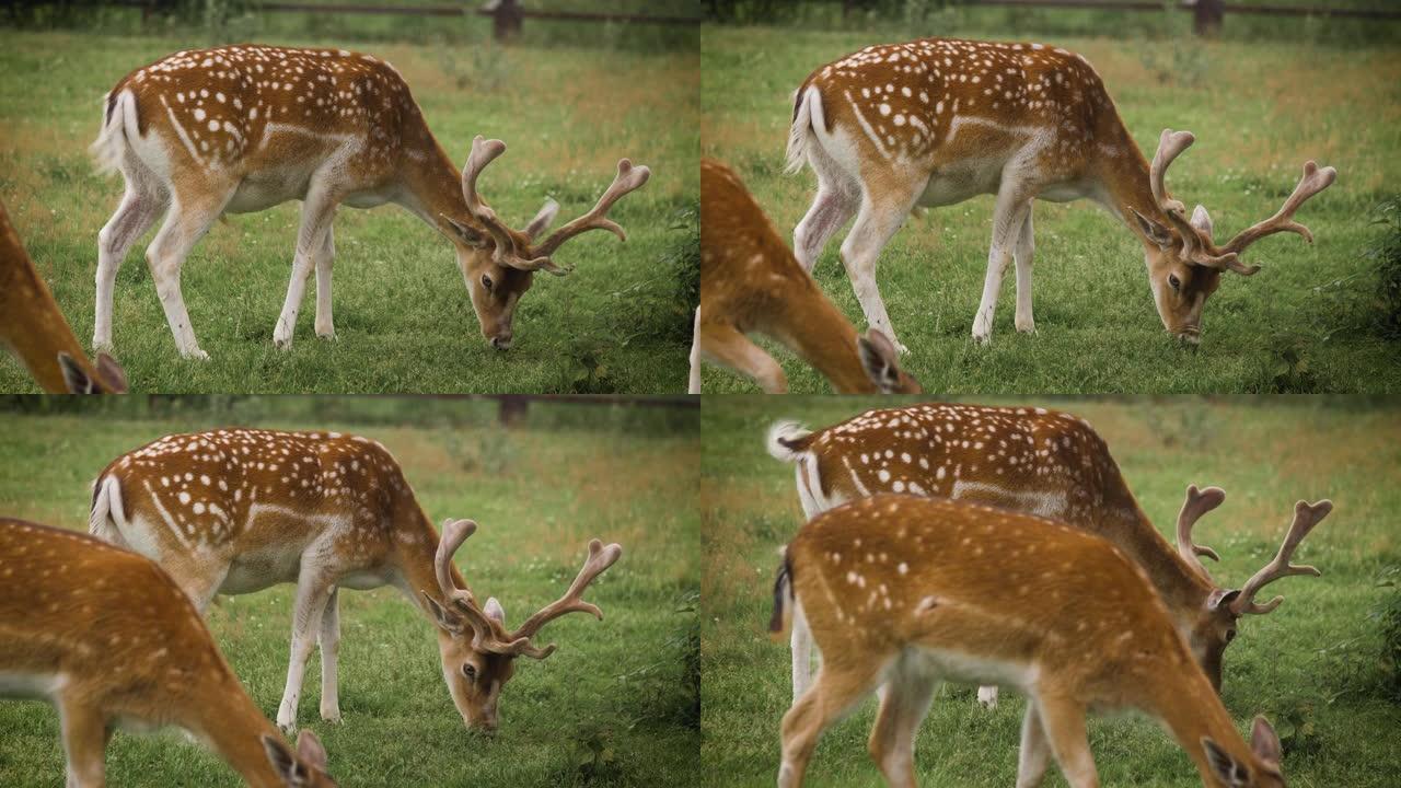 两只可爱的小鹿在畜栏里吃草吃草