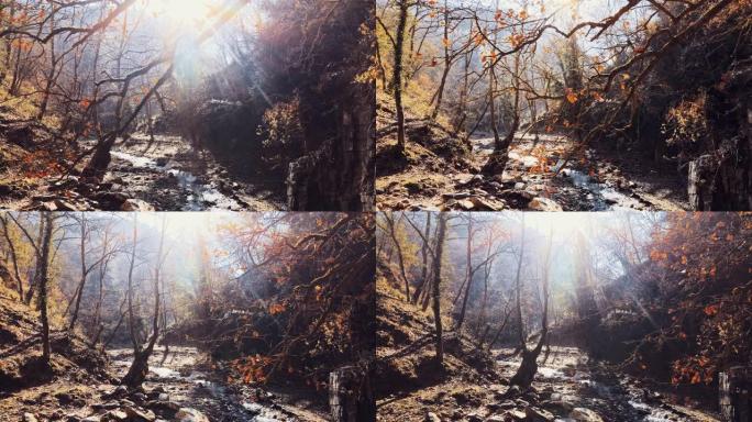 秋天流淌的溪流小溪刺眼阳光