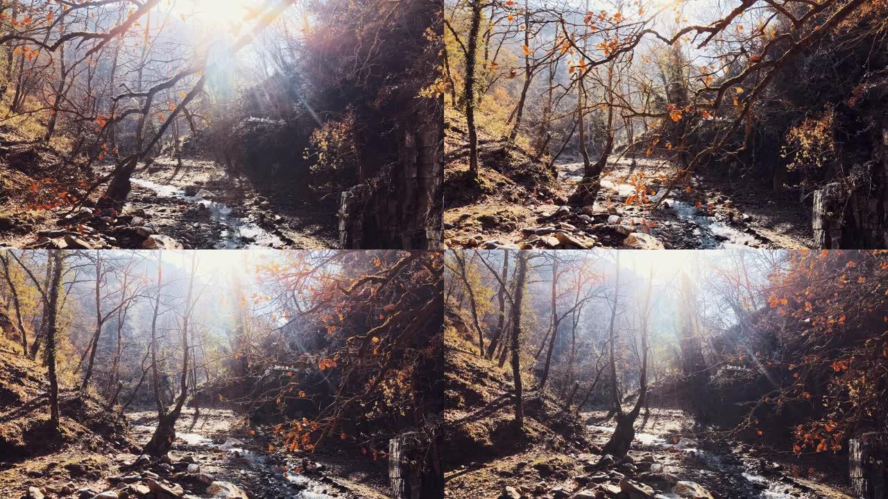 秋天流淌的溪流小溪刺眼阳光