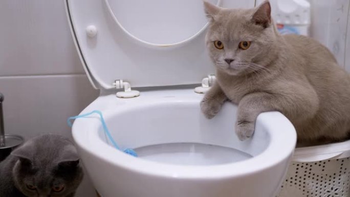 两只英国猫正在探索厕所。一只猫坐在马桶上，第二只猫
