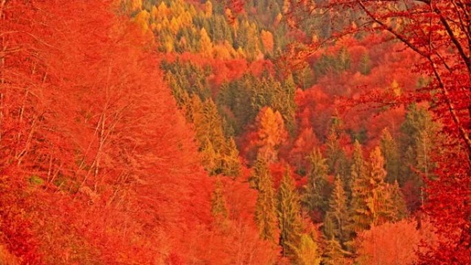 金色的秋天景色茂密的彩色树木与干燥的叶子