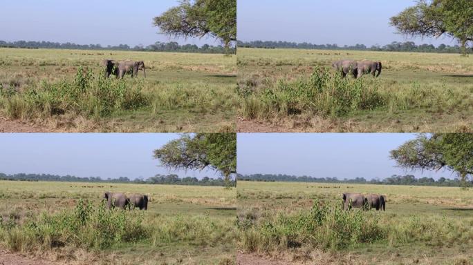 家养的印度大象在森林中被拴在腿上，在野外散步，奔跑和玩耍，背景是一群放牧草的鹿