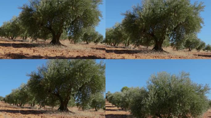 西班牙马德里橄榄地的橄榄树