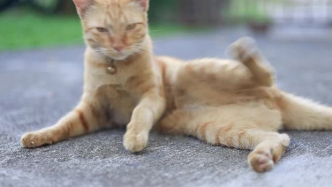 吉布姜猫躺在后院放松 (绝育公猫)
