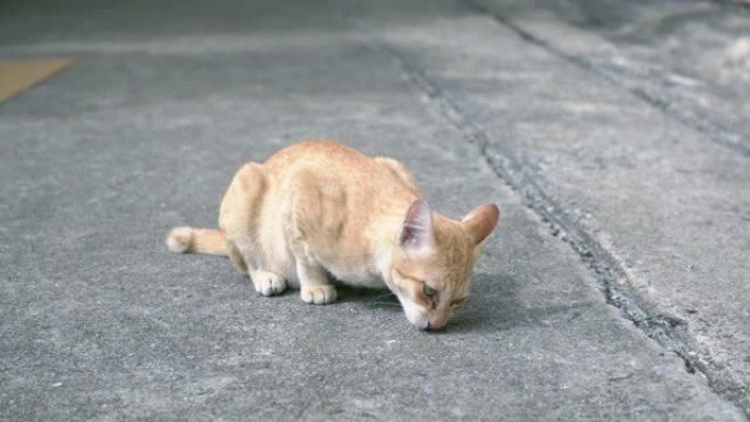 猫在地板上吃食物残渣