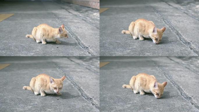 猫在地板上吃食物残渣