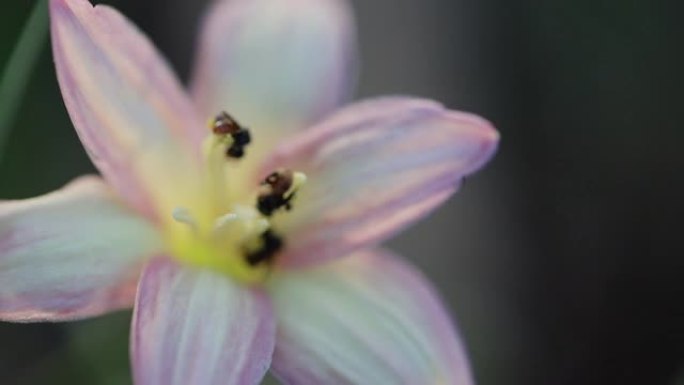 无刺蜂或小蜜蜂的近景是一种昆虫，有助于授粉花朵，使农民有好产品。春天的自然概念。