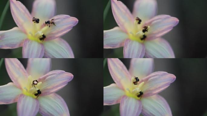 无刺蜂或小蜜蜂的近景是一种昆虫，有助于授粉花朵，使农民有好产品。春天的自然概念。