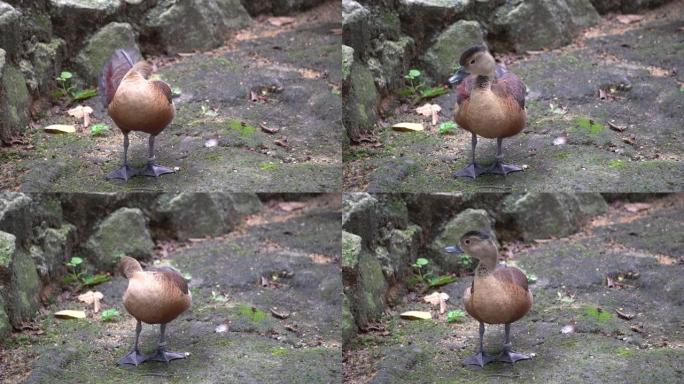 一只带标签的棕色鸭子正在清理鸟园的羽毛。