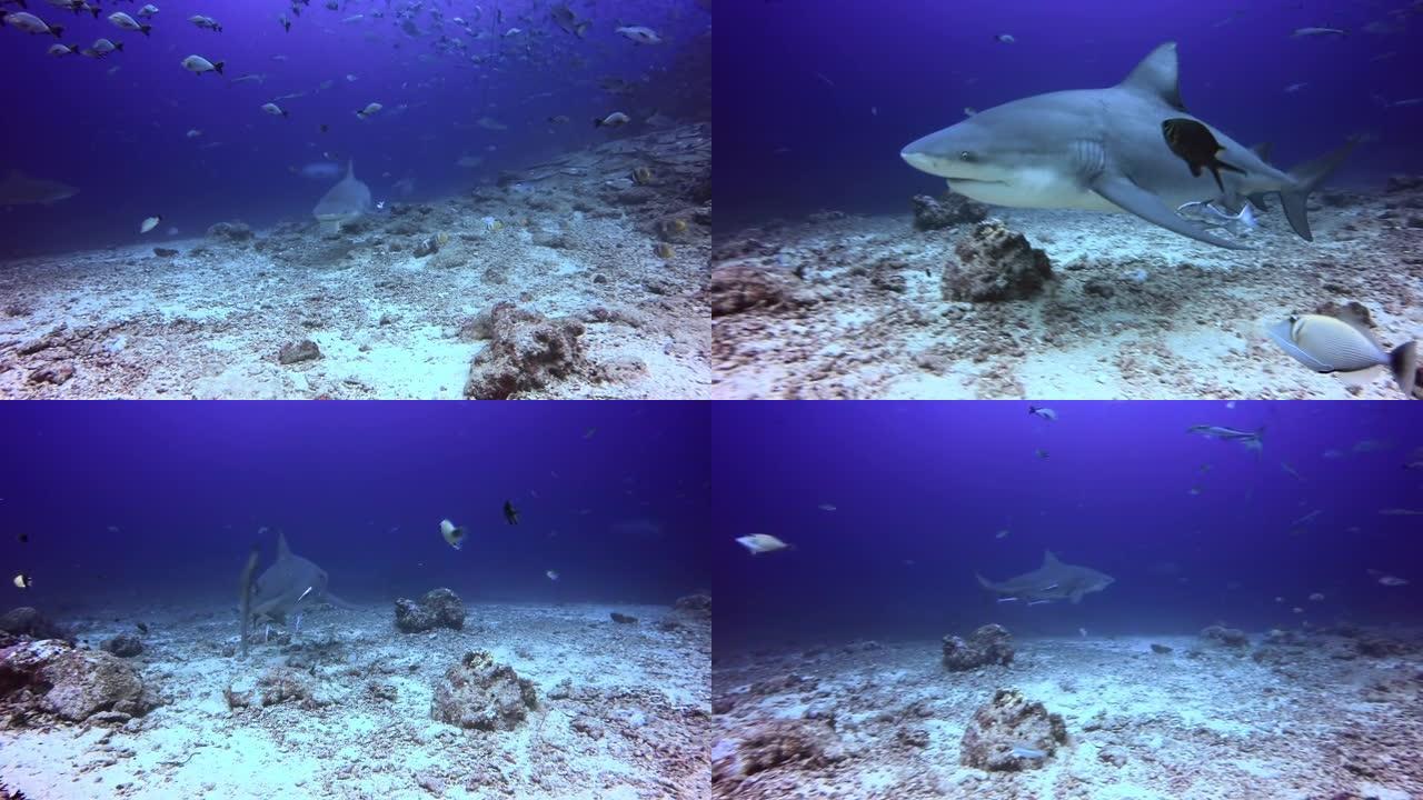 斐济水下海洋中的鲨鱼。