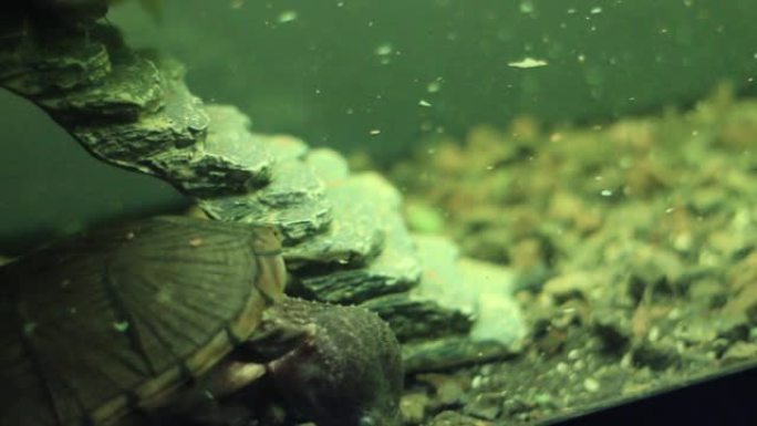 鱼缸水下剃刀背麝香龟