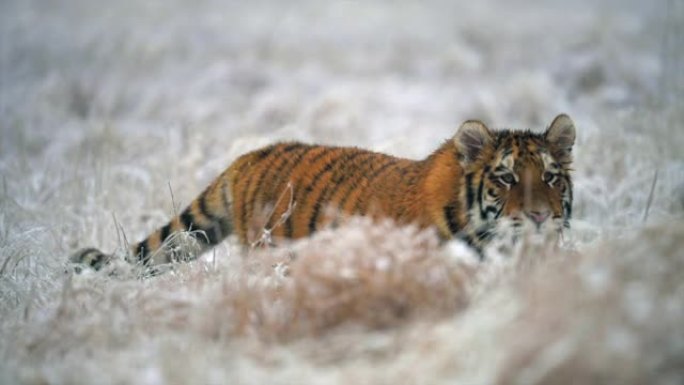 年轻的雌性西伯利亚虎 (Panthera tigris altaica) 在狩猎。慢动作。冬天被雪覆