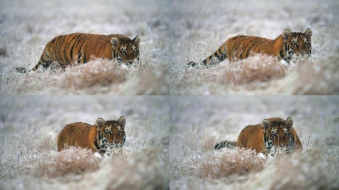年轻的雌性西伯利亚虎 (Panthera tigris altaica) 在狩猎。慢动作。冬天被雪覆