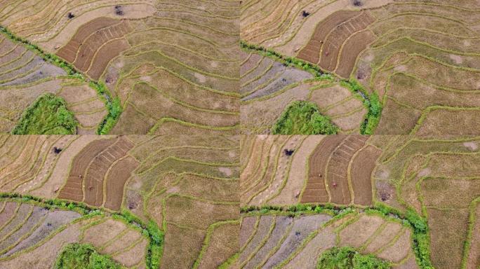农民耕种土壤的收获季节后的稻田观