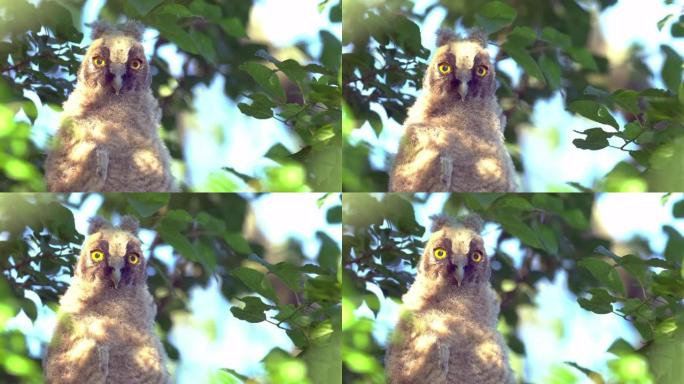 在刮风的天气中，年轻的长耳猫头鹰小鸡 (Asio otus) 凝视并坐在皇冠深处的茂密树枝上的特写视