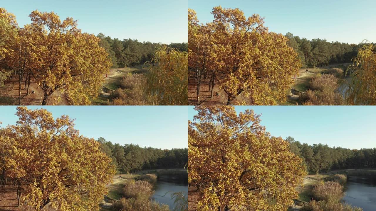 秋天。秋天的黄色公园。鸟瞰图。