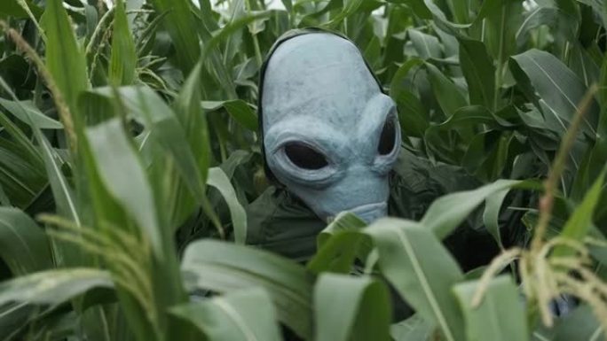 一个外星人在高高的草丛中，穿过灌木丛，一个外星人到达了地球