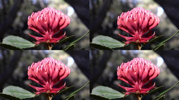 鲜艳的红色新南威尔士州waratah花的特写