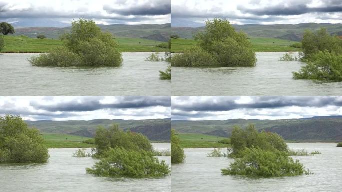 洪水中的树木水位上升