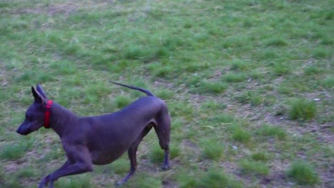 慢动作-两只狗在公园里玩耍，奔跑和跳跃。宠物的无忧无虑的生活