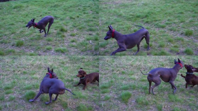 慢动作-两只狗在公园里玩耍，奔跑和跳跃。宠物的无忧无虑的生活