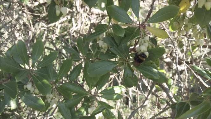 昆虫大黄蜂的慢动作细节也称为bombus，以花蜜为食，并为杨梅树的花朵授粉