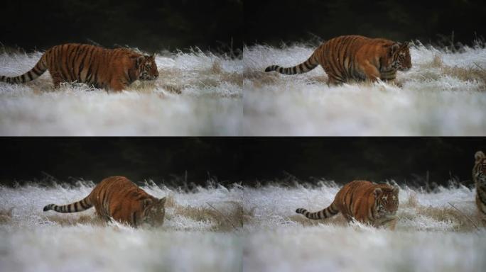 西伯利亚虎 (Panthera tigris altaica) 在积雪覆盖的田野上奔跑