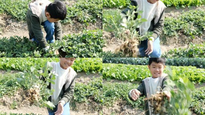 可爱的男孩拉花生慢动作4K分辨率男童